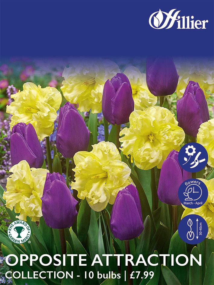 8718641999790 1 Opposite Attraction Collection Bulbs.jpg